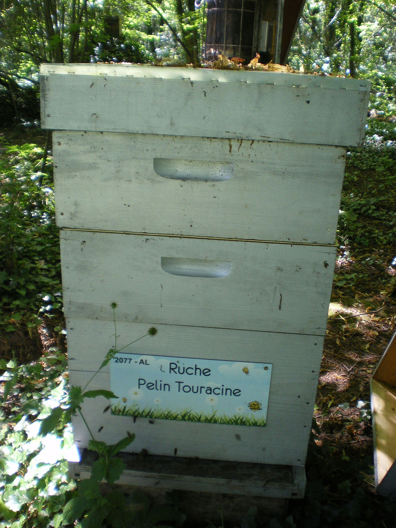 La ruche
